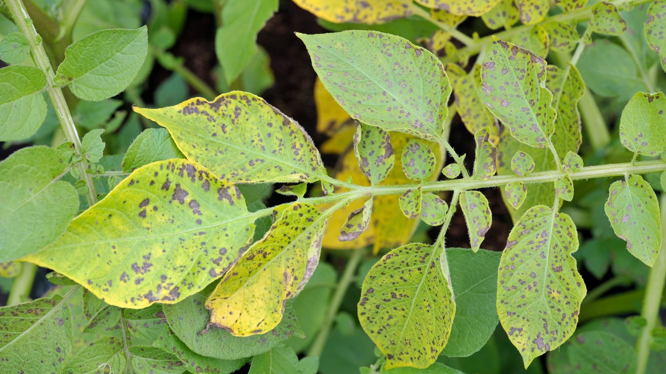 potatoblight-header (2)